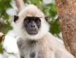 Portrait of a wild Langur Monkey posing in Sri Lanka