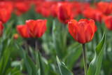 Fototapeta Tulipany - Blossoming buds of tulips with green stems and leaves in summer on the street