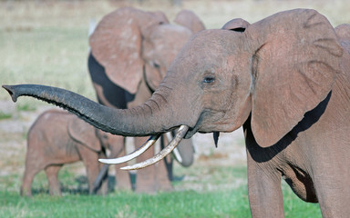 Elephant with trunk extended in Bumi, on shoreline of Lake Kariba