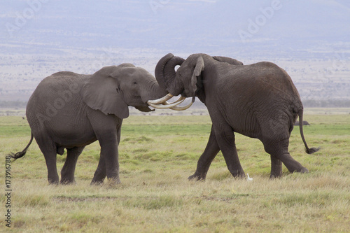 Afrikanische Elefanten (Loxodonta africana), Amboseli Nationalpark, Kenia, Ostaf Poster
