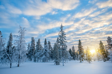 Wall Mural - snowy landscape at sunset, frozen trees in winter in saariselka, lapland, finland