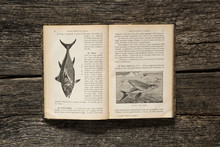 Ancient School Book Of Natural Science (printed In 1906) With Fish Illustrations, On Wooden Table.