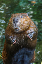 A Close Up Portrait View Of A Beaver Standing And Smelling The Air