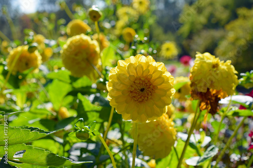 Zdjęcie XXL Wiele żółta dalia kwitnie kwitnienie w ogródzie.