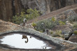 © aussieanouk - Kattas trinken aus einem Wasserloch