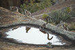 © aussieanouk - Kattas trinken aus einem Wasserloch