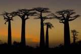 Fototapeta Las - Baobab Baeume im Sonnenuntergang