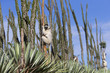 © aussieanouk - Larvensifaka klammert sich an einem Baum
