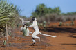 © aussieanouk - Larvensifakas huepften ueber den Sand