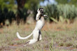 © aussieanouk - Larvensifaka huepft ueber das Grasland