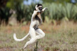 © aussieanouk - Larvensifaka huepft ueber das Grasland