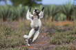 © aussieanouk - Larvensifaka huepft ueber das Grasland