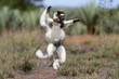 © aussieanouk - Larvensifaka huepft ueber das Grasland