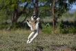 © aussieanouk - Larvensifaka huepft ueber das Grasland