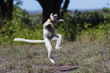 © aussieanouk - Larvensifaka huepft ueber das Grasland