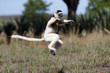 © aussieanouk - Larvensifaka huepft ueber das Grasland