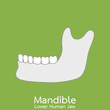 © wissanustock - lower human jaw - mandible