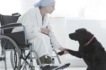 Wall Mural - Dog giving paw disabled woman