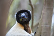 © aussieanouk - Kronensifaka frisst Blaetter