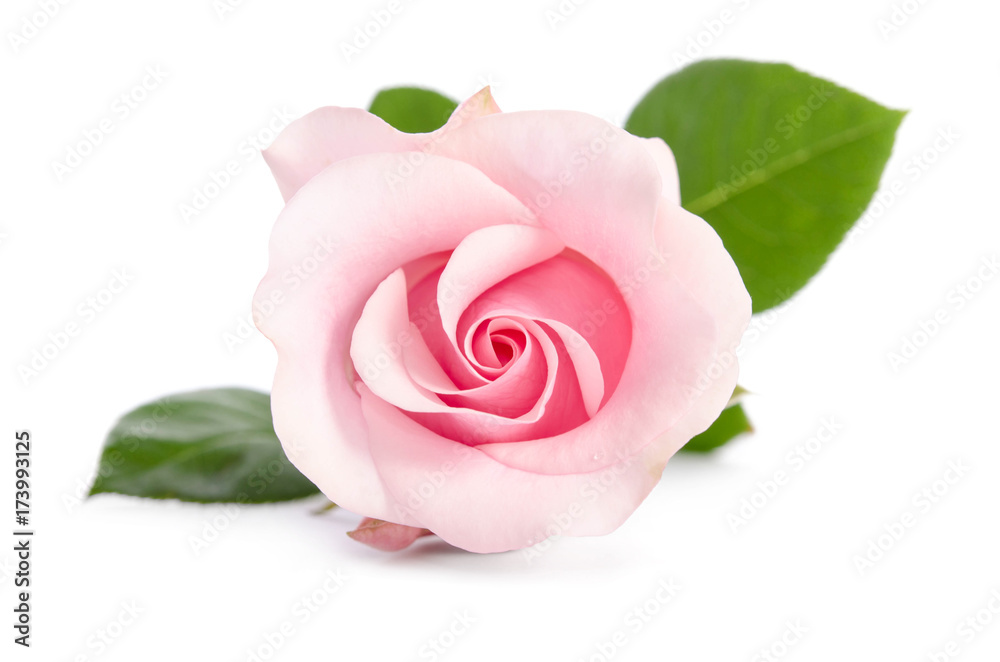 single bud of pink rose isolated on white background - obrazy, fototapety, plakaty 