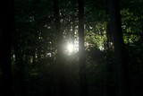 Fototapeta  - Forest at dusk