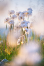 Delicate Flowers Of Cotton Grass In The Wind In Sunset Light.