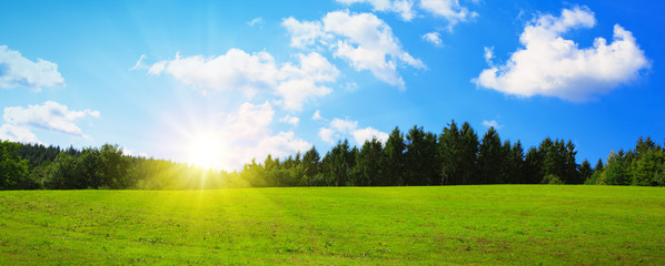 Wall Mural - field with green grass and sun.