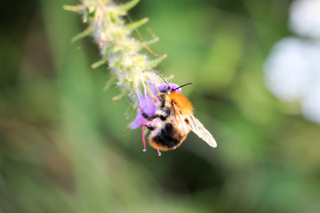 Wall Mural - Biene, Hummel auf Blüte 