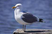 Herring Gull At Attention