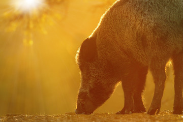 Wall Mural - wild boar foraging for food at dawn