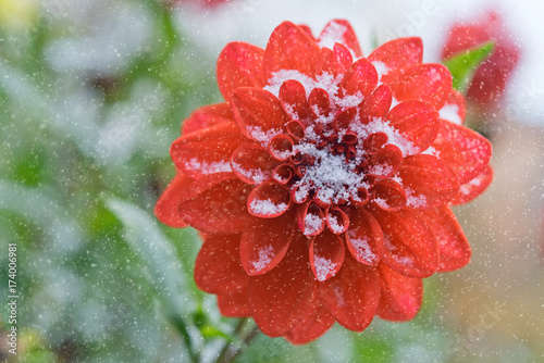 Zdjęcie XXL Jasna czerwona Dalia posypana pierwszym śniegiem.