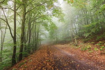 Forest path