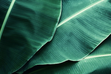 beautiful tropical banana leaf texture background