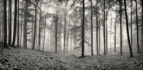 Fototapeta drzewa las jesień