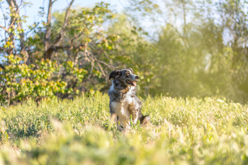 border collie