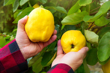 the hands of a farmer harvesting ripe quinces from a tree
