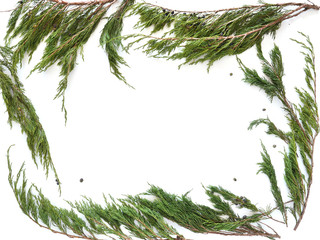 Wall Mural - Juniper branches  isolated on white background. Christmas, New Year background. Frame of coniferous branches of juniper. Top view, flat design.	