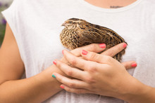Woman Holding In Her Hands A Baby Quail
