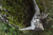 Kitten Climbing A Tree