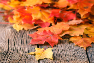 Canvas Print - Decorative backgrounв frame from fall maple leaves