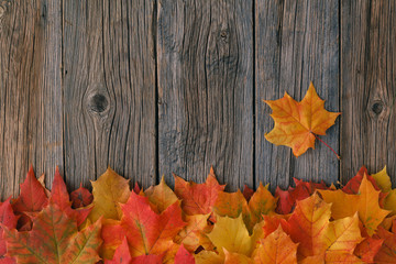 Wall Mural - decorative backgrounв frame from fall maple leaves