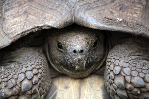 Zdjęcie XXL Afrykański pobudzony żółw