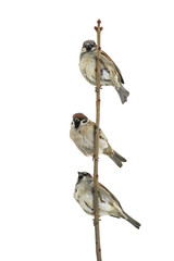 Poster -  three birds sparrows sitting on a branch and looking into the distance on a white isolated background