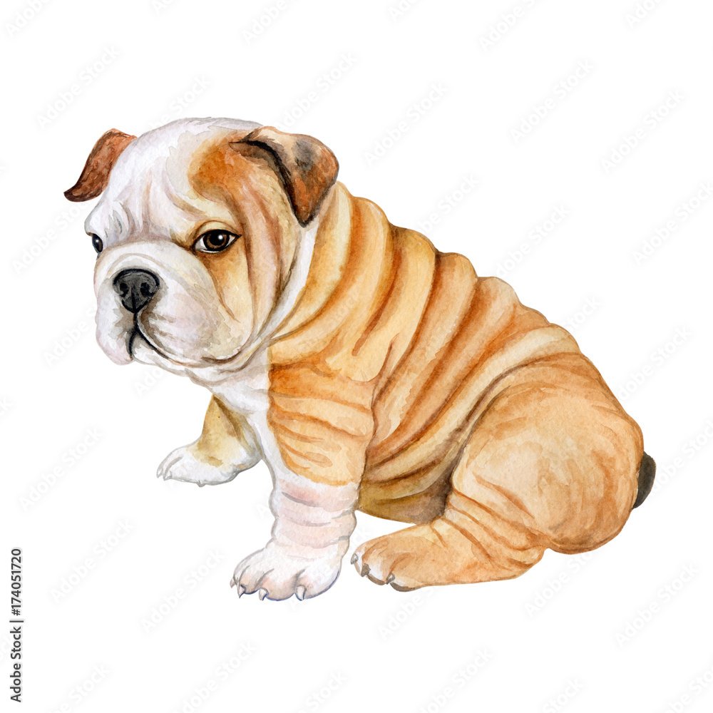 Puppy English bulldog isolated on white background. Cute dog. Watercolor.  Illustration. Template. Stock Illustration | Adobe Stock, image size:1000x1000