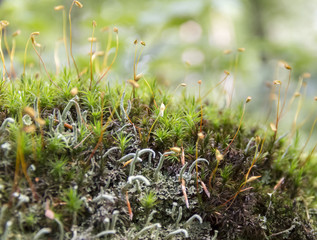 Canvas Print - moss spores closeup