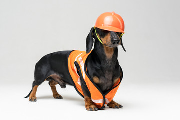 Wall Mural - Dog builder dachshund in an orange construction helmet  at gray background