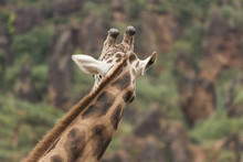 Back Neck And Head Of A Giraffe