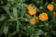 Orange Flowers In A Summer Garden