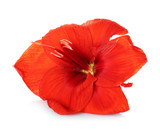 Fototapeta Dmuchawce - Beautiful red tropical flower isolated on white