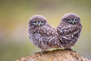 Wall Mural - two young little owls sitting on the stone pressed against each other on a beautiful background.